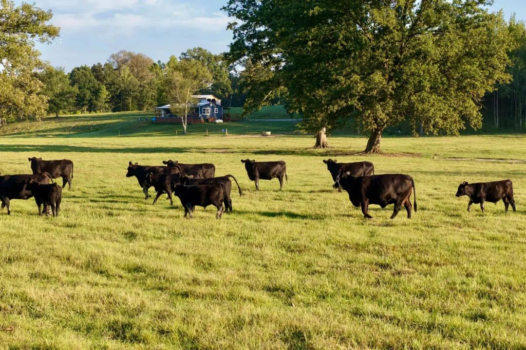 169 Acres with a Home in Choctaw County, MS 