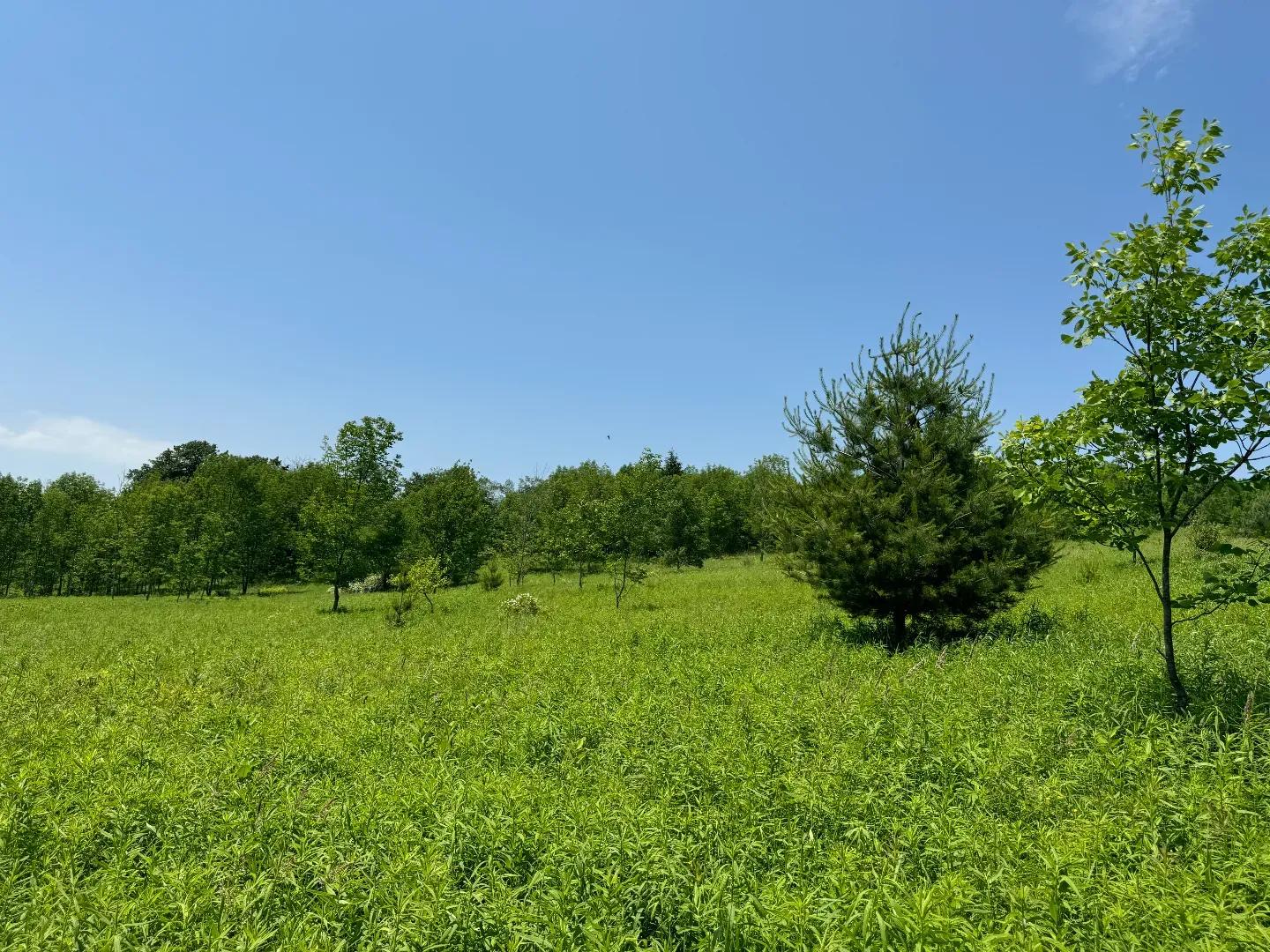 Cincinnatus Robinson Lot 6 - 4