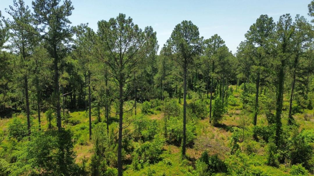 49.05 Acres at 0 Charlie Williams Rd