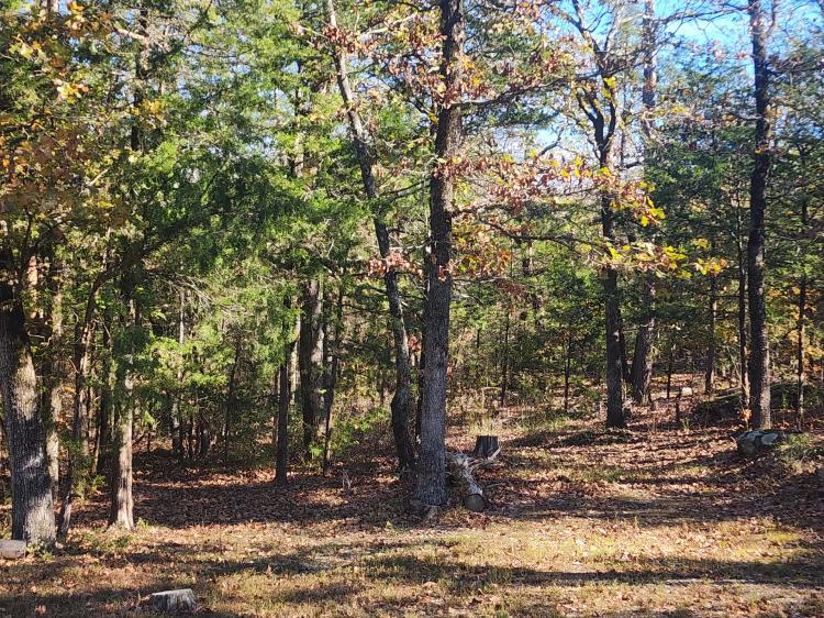 Woods near Sardis Lake