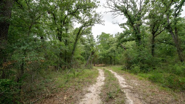 6 Acres in Milam County