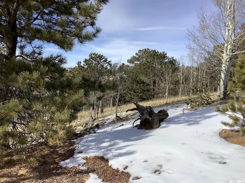 Treed parcel Near Cripple Creek Colorado - Residential Building Lot