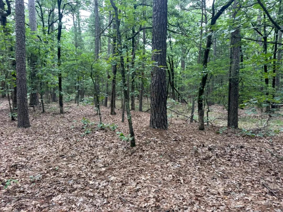 001 Johns Valley Road, Moyers - 40 Acres of wooded land