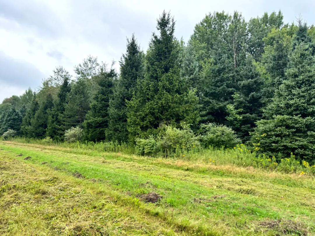 Richford Fields to Forest