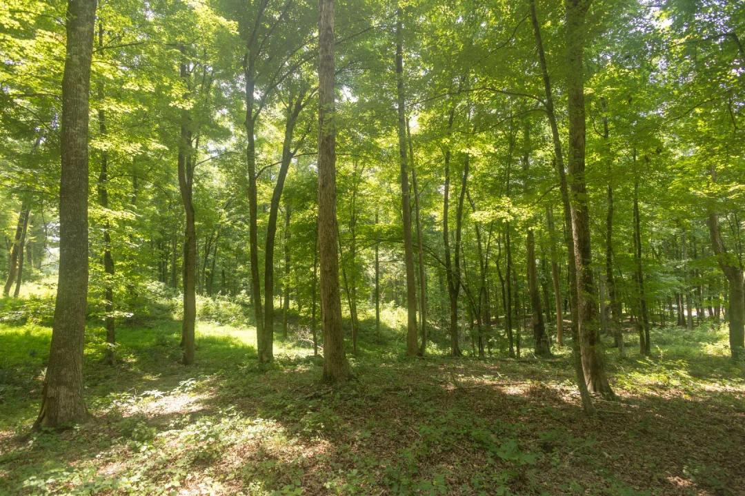 0.85 Acres (Lot 9) in Mc Minn County, TN 