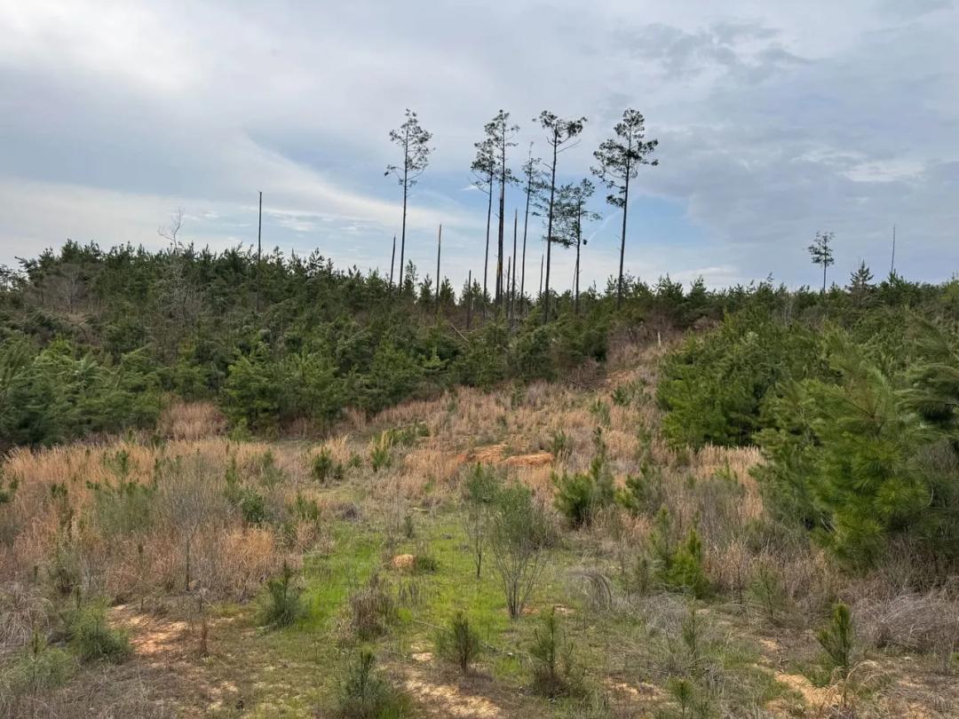 Small Rural Hunting in Carroll County