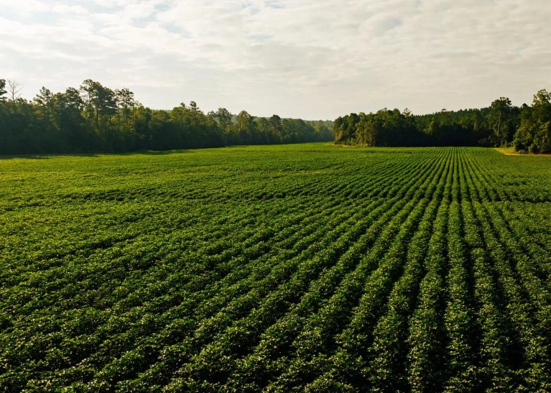 267 Acres in Calhoun County, MS 