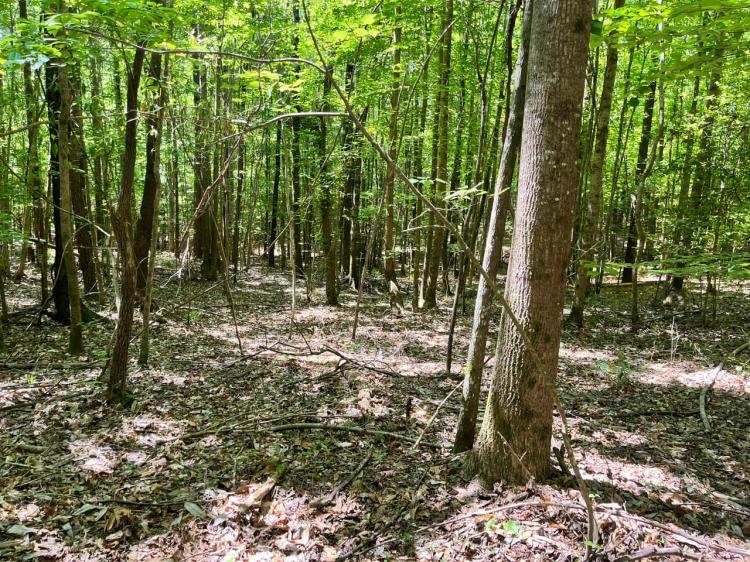 20 Acres located