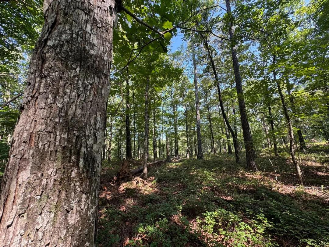 12.30 +/- Acres on Parker Island Road