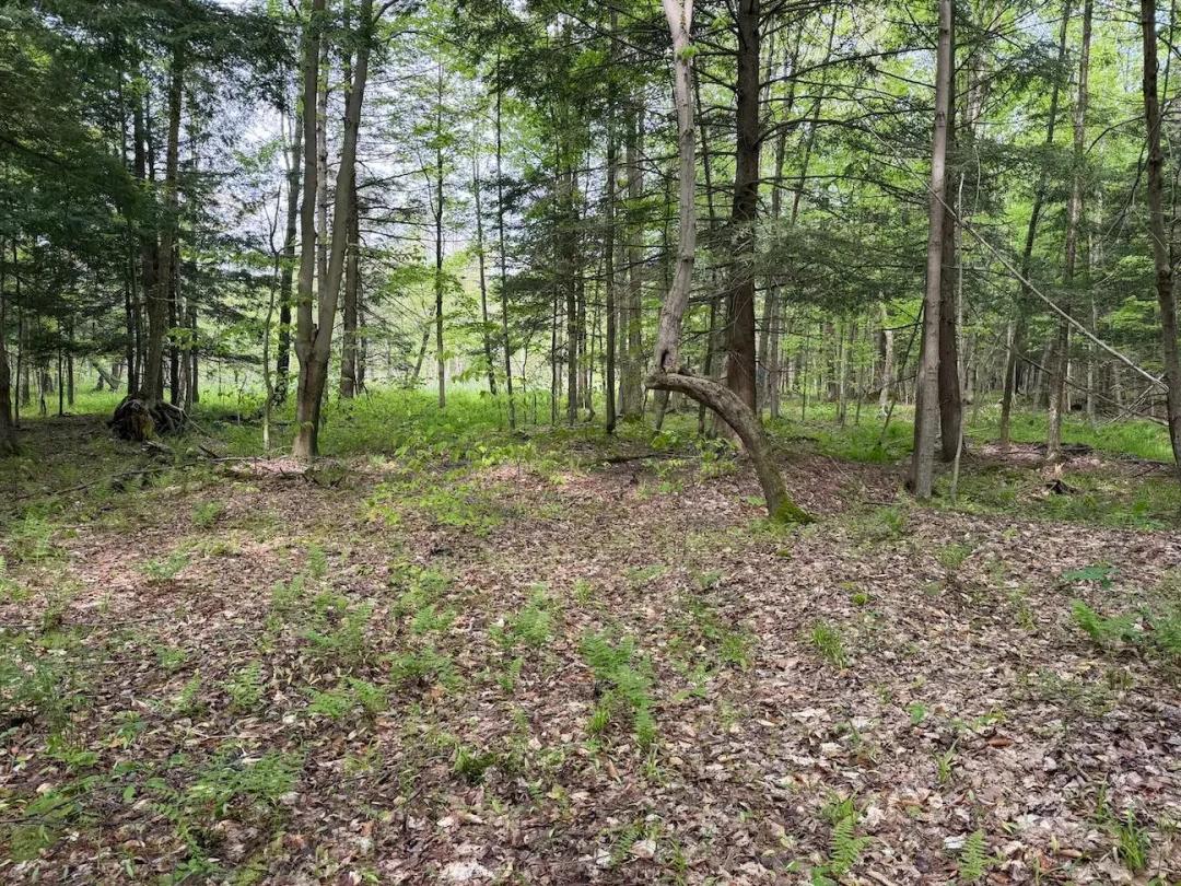 6.2 acres Hunting Land and Recreational Land in South Dayton NY Kellogg Hill Road Lot 9