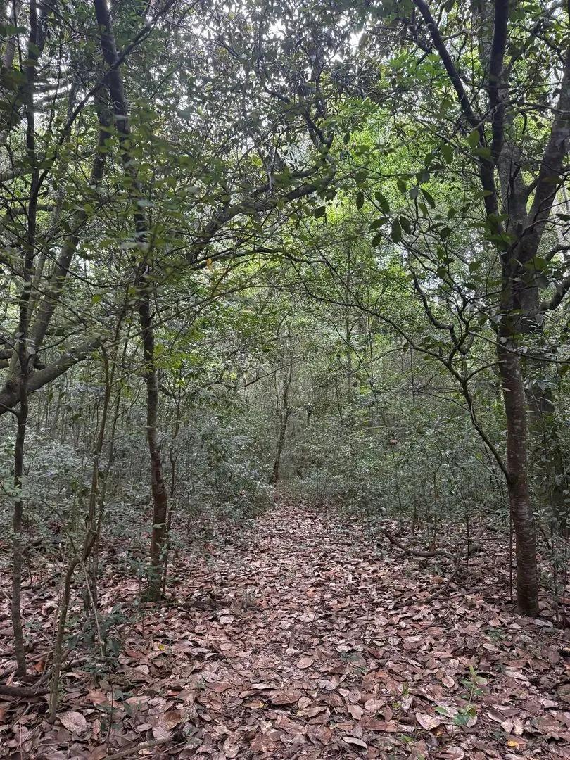 Wooded 1 acre lot in Geneva City Limits
