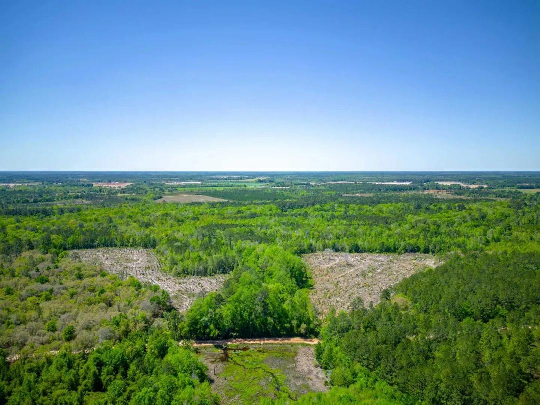 125 Acres of Pristine Wilderness on Metts-Overstreet Road
