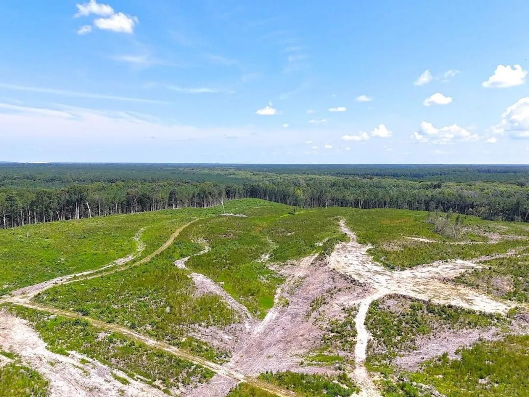 125+/- Acres of Hunting & Investment Land for Sale in Sussex County, VA!