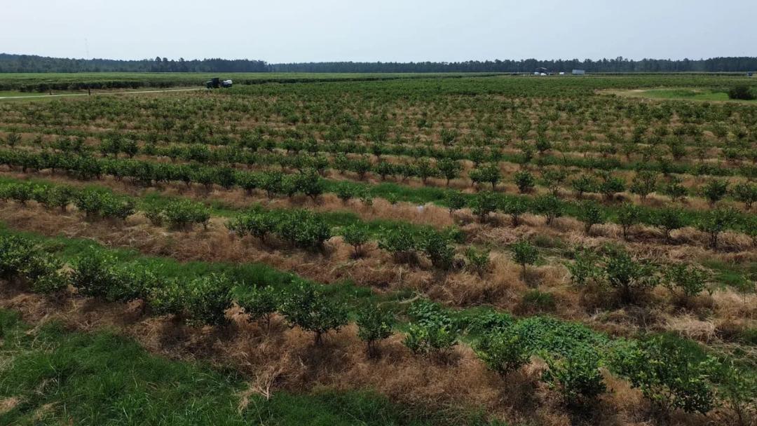 175± Acre Certified Organic Blueberry Farm