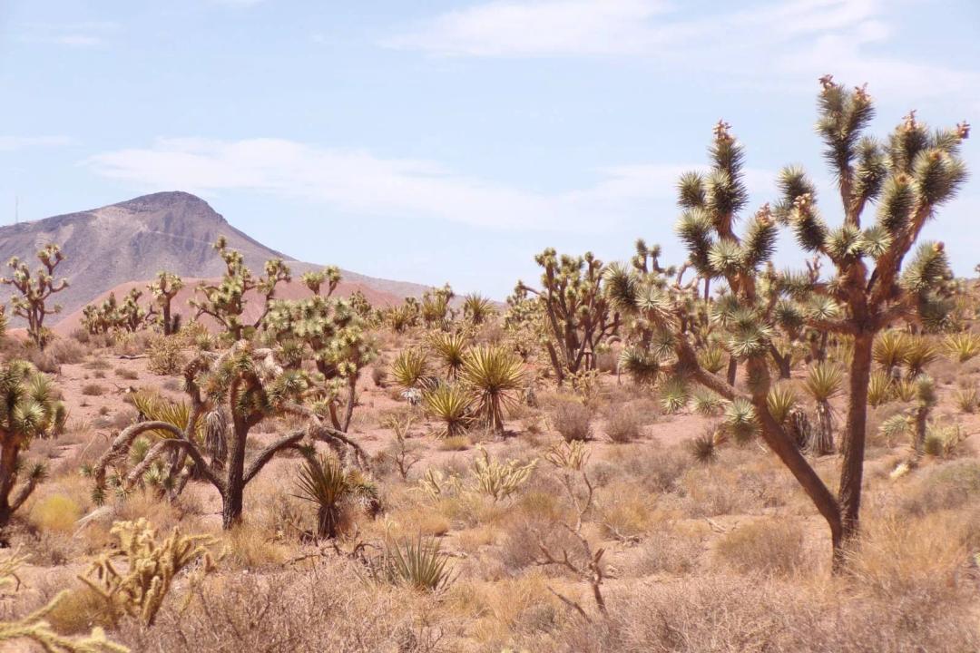 EASY ACCESS TO 40 ACRES OFF GRID LOT!