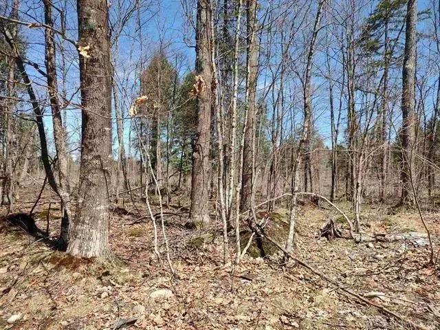 Michigan 40 Acre Wilderness 50175053