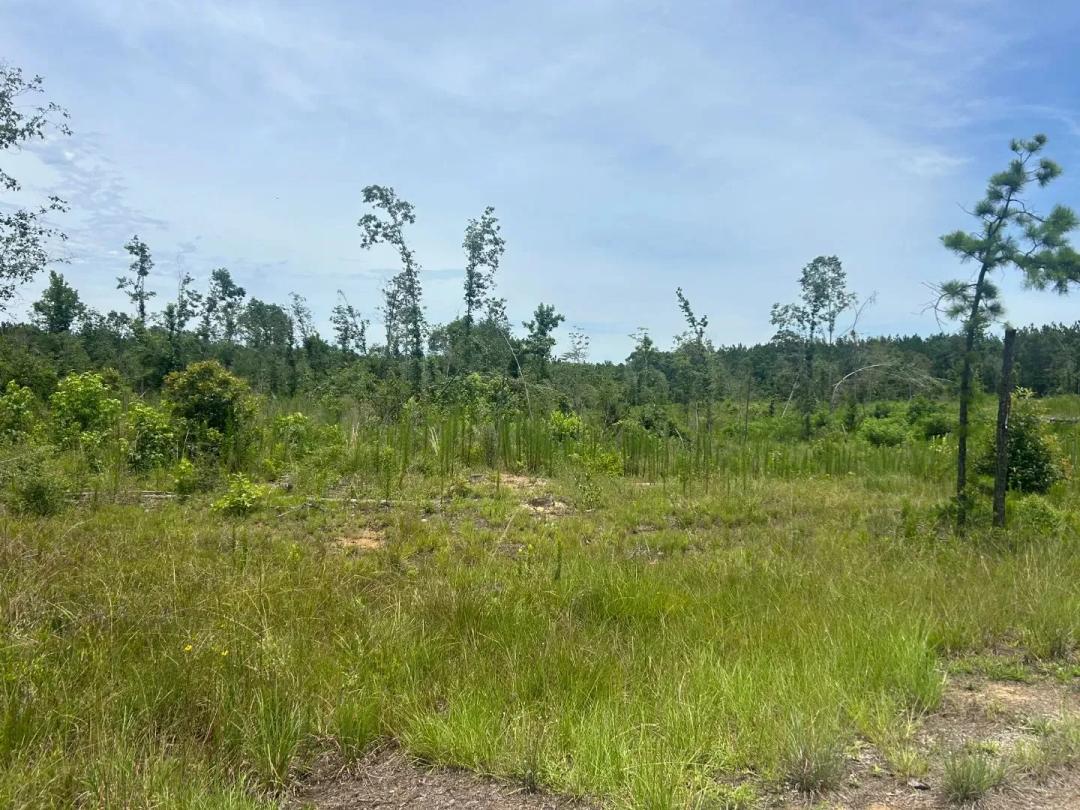 19.45 Acres in Caldwell Parish, LA 