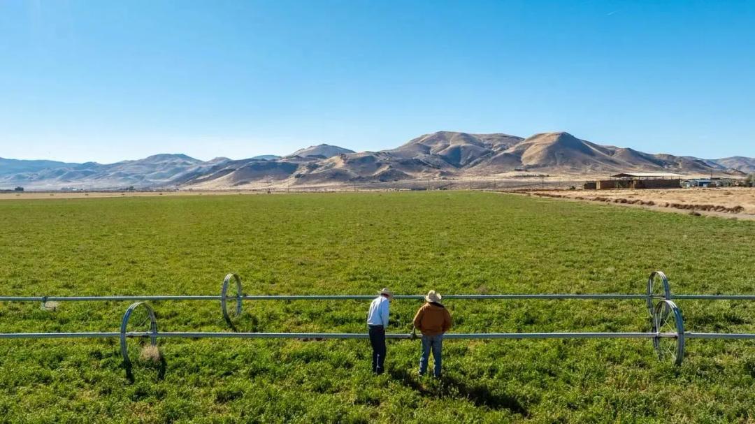 Palomino Farms