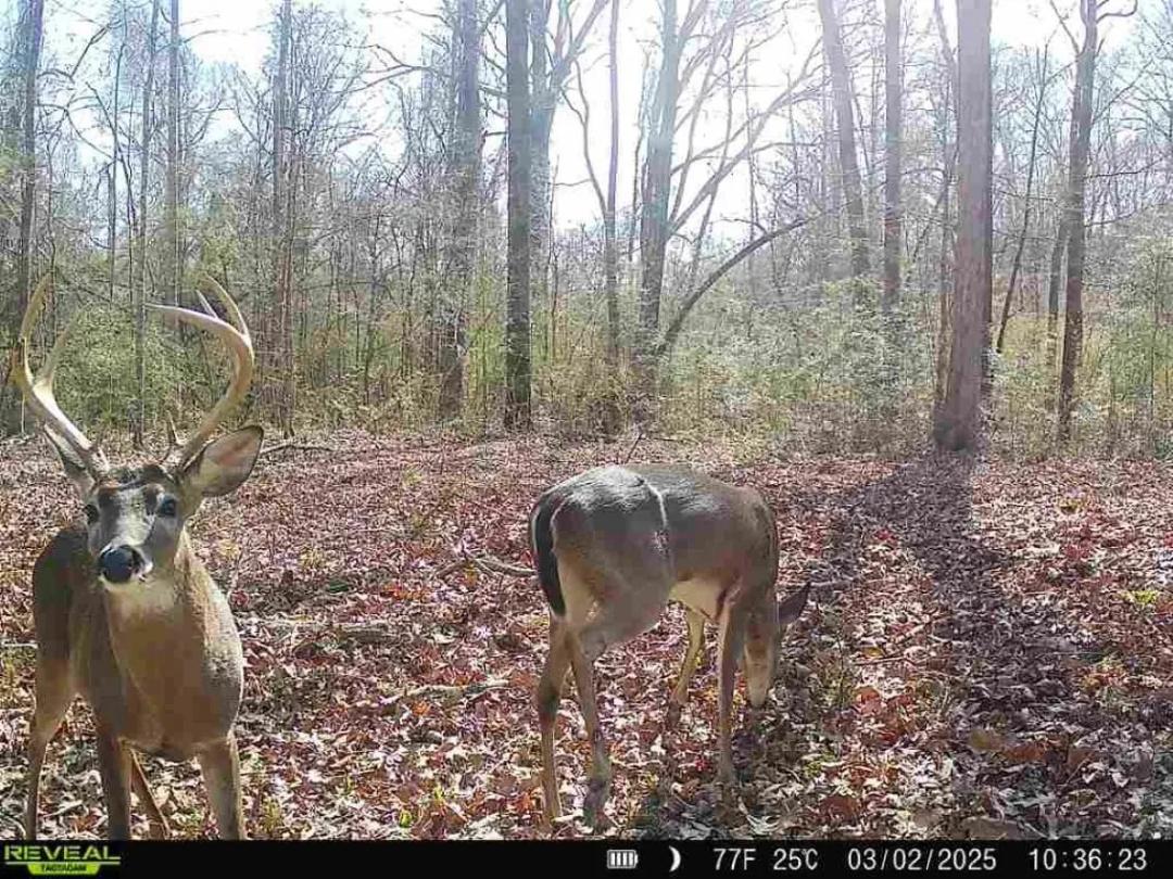 Southwest Mississippi Hunting, Timber, Creek and Camp