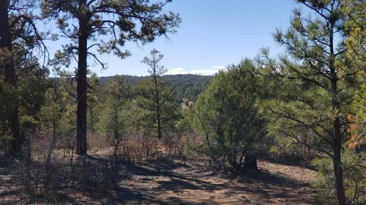 Western New Mexico Mountain land - Trees - Good road