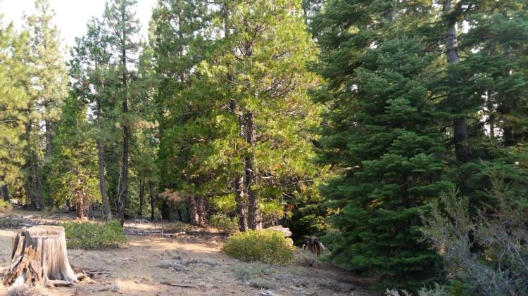 3 adjoining Lots - Trees Trees Trees - Quiet and Seclusion