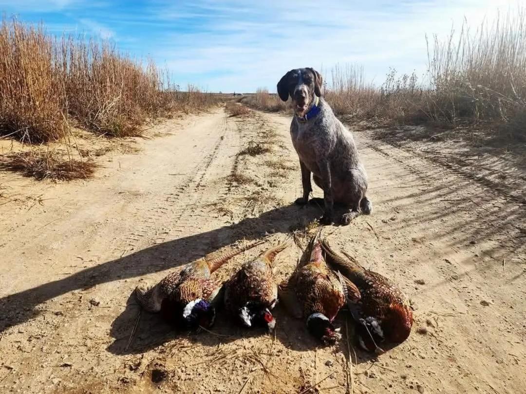 Stevens County, KS 78 - CRP Investment Property with Excellent Hunting Opportunities