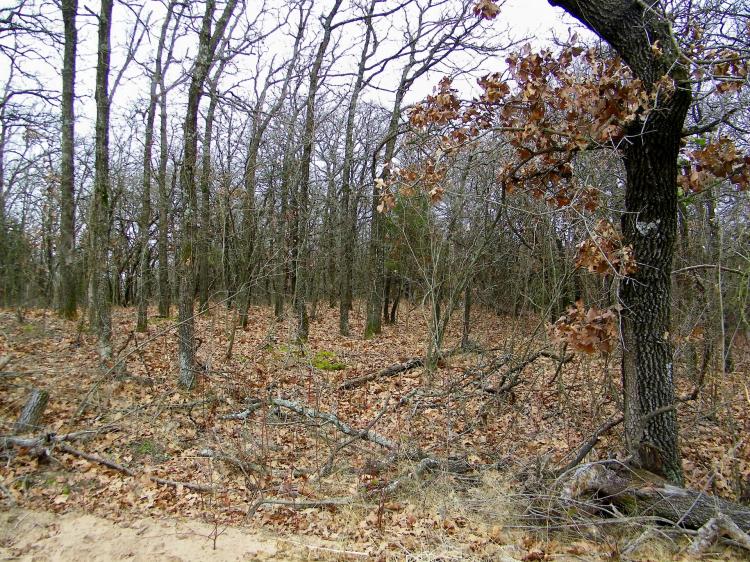 5 Acre Wooded Building Lot for Home