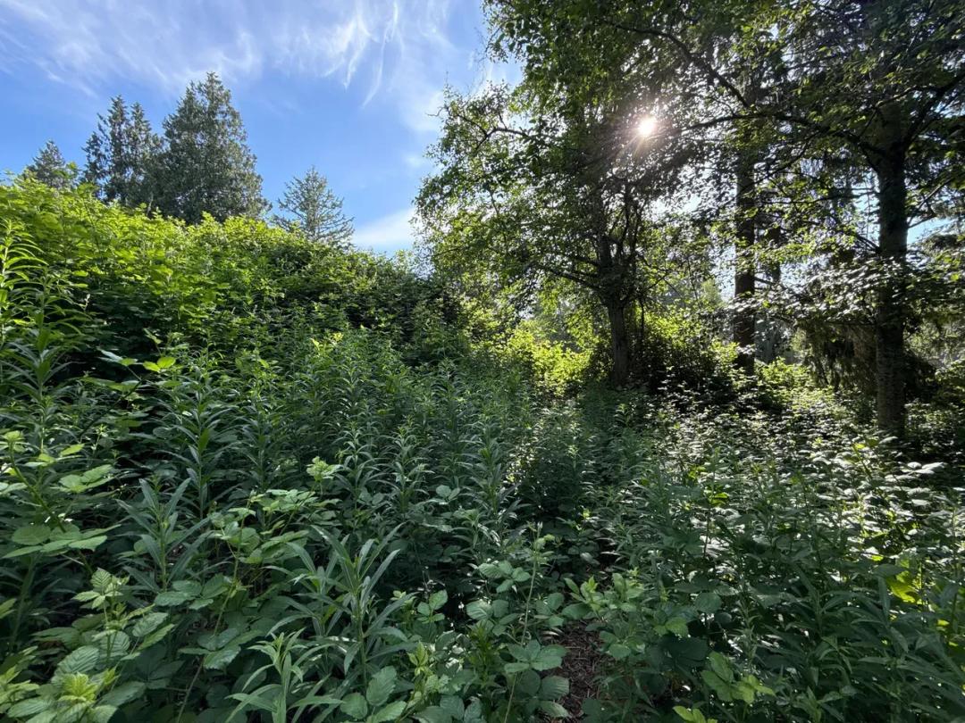 0.220 acres in Lake Stevens