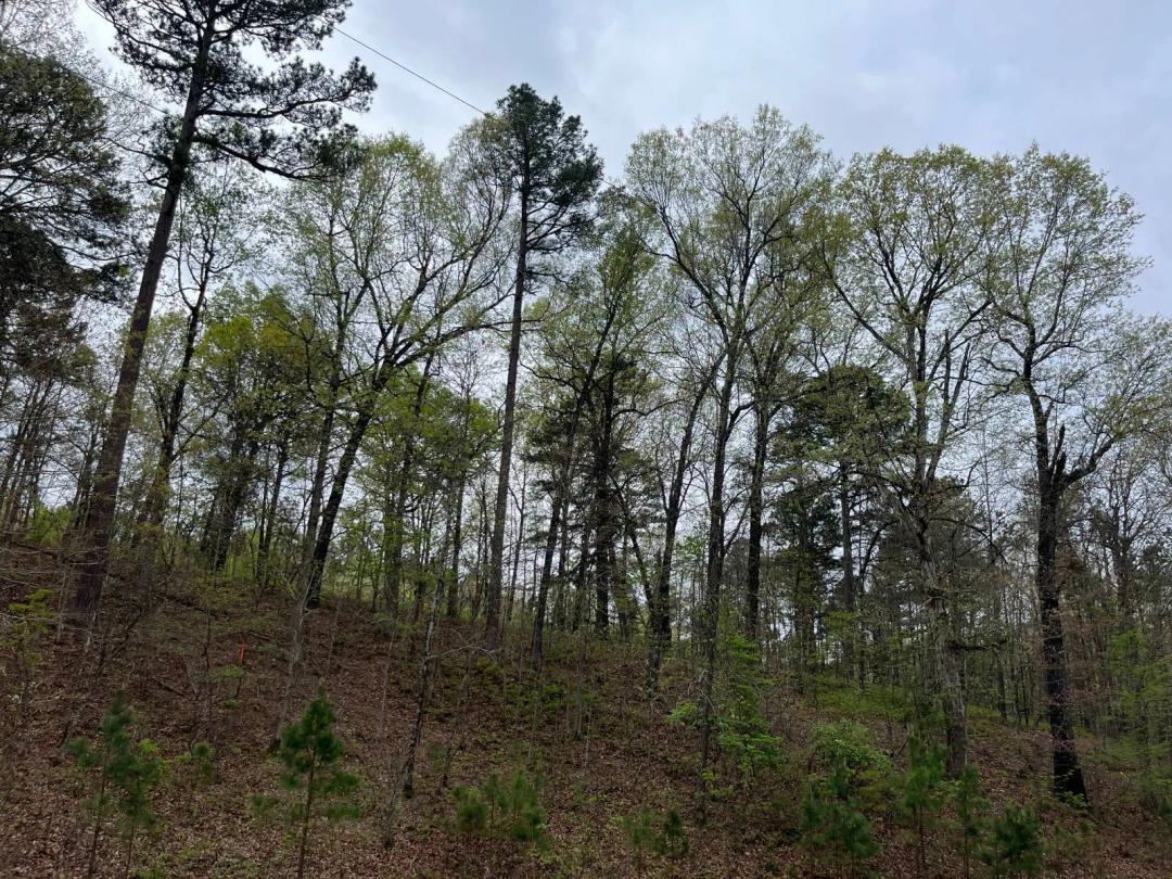 MOUNTAIN ACREAGE FOR SALE