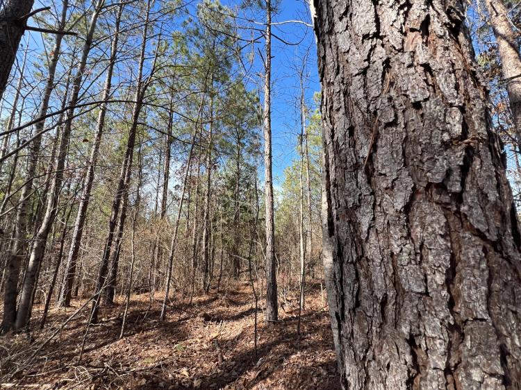 8.46. +/- Ac., Goodwater, Coosa Co