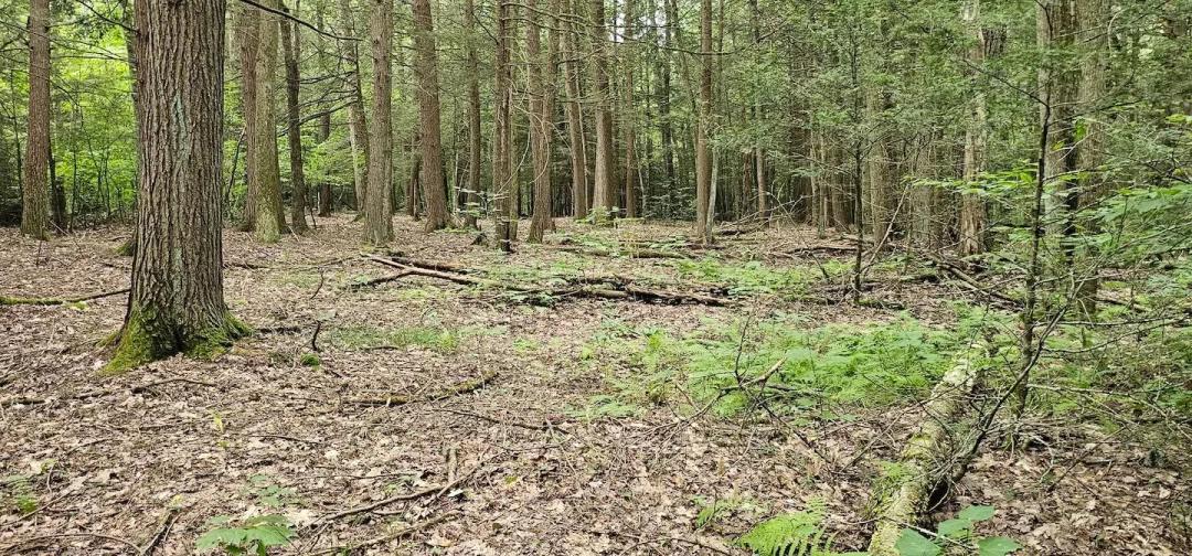 24 acres Woodlands and Recreational Land in Candor NY Union Hill Rd