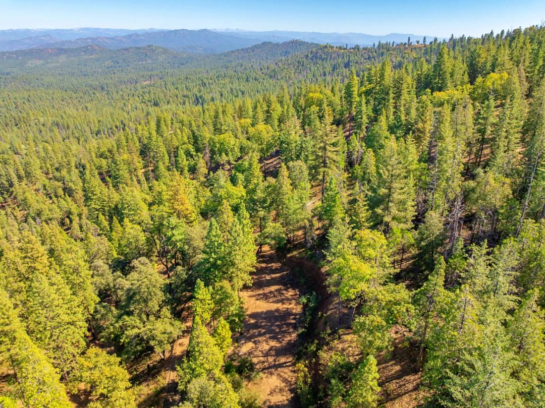 Greeley Hill Forest Vista