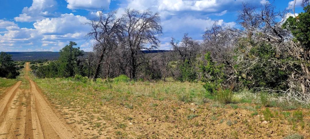 2.5 Acre Lot in Pine Meadows - Good Roads - Cibola County NM