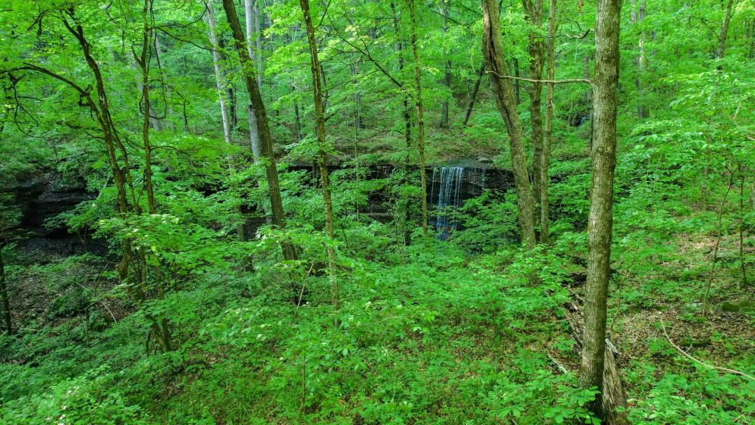 Wilderness Run 81