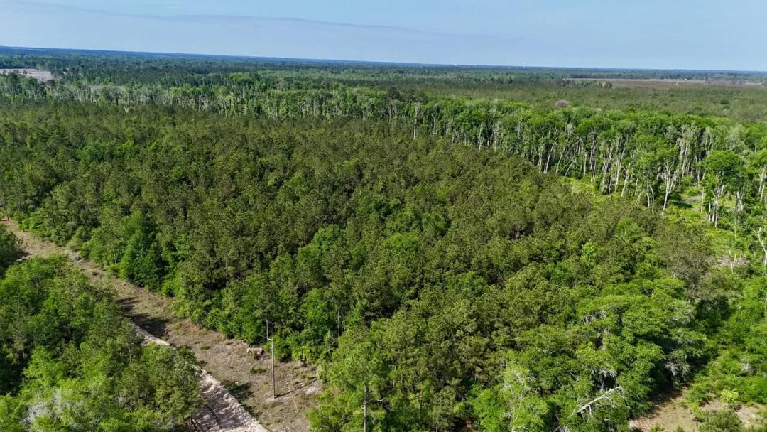 6 +/- Acres in Tillman Cemetery Road, Lumber City, GA