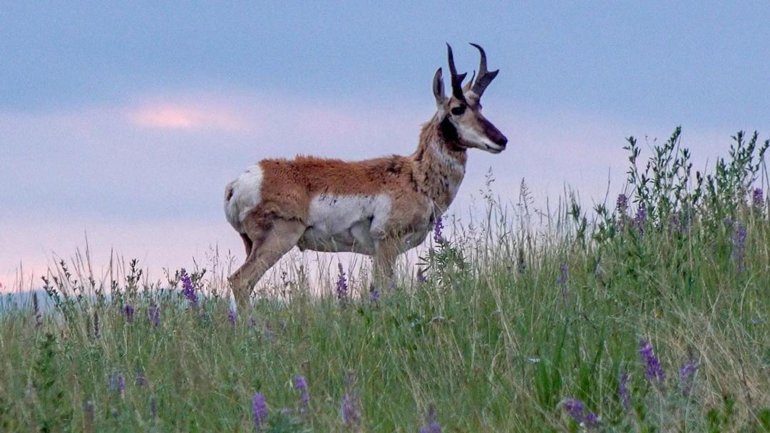 North Bridger Hunting Retreat