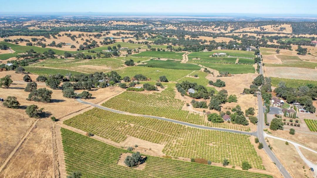 Henry’s Vineyard 