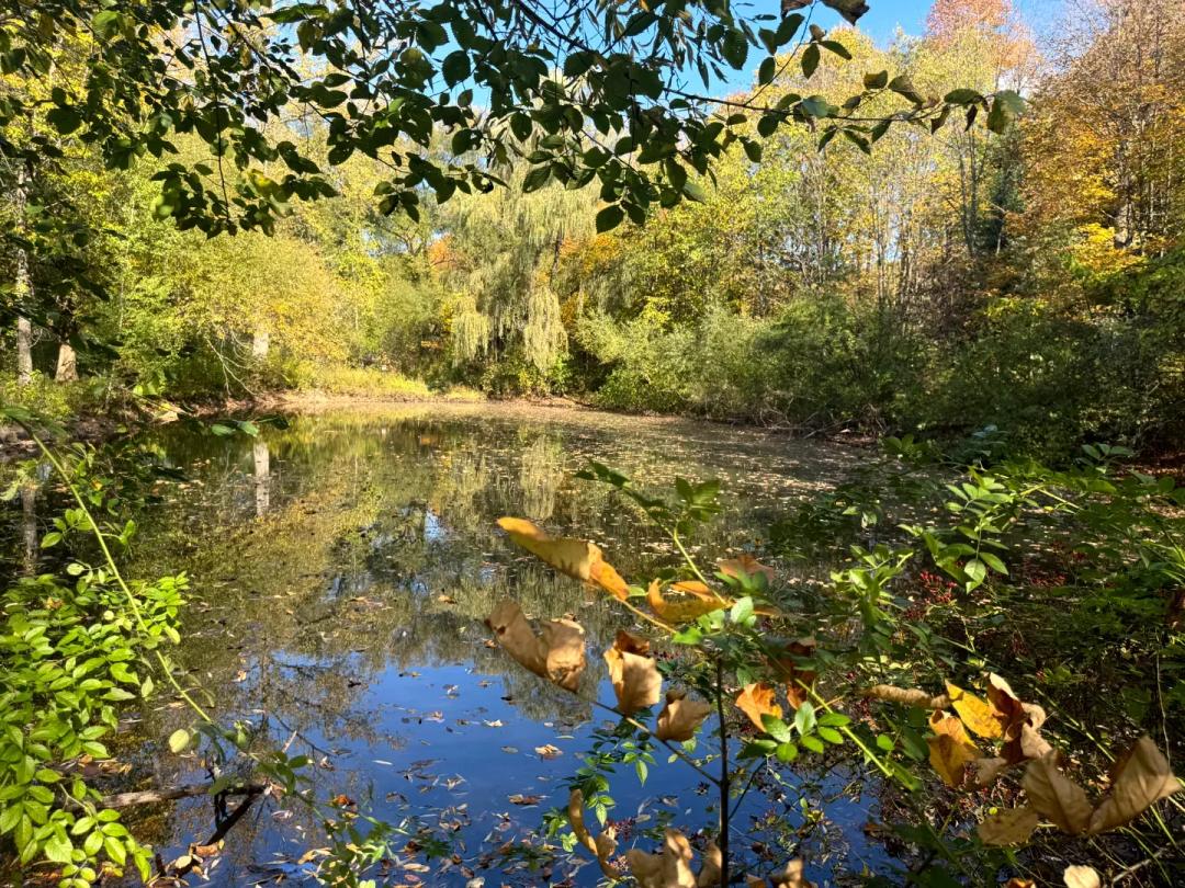 Salmon River Area Woodlands & Pond
