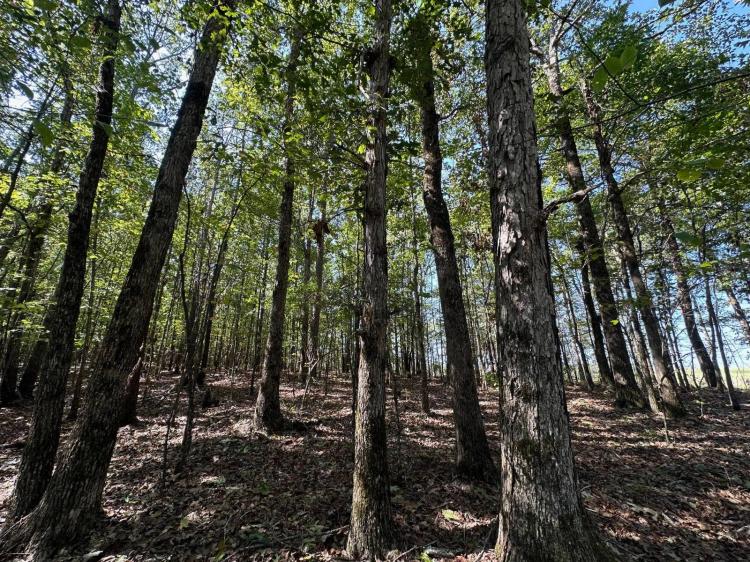 20.00 Acres at 3 Highway 790