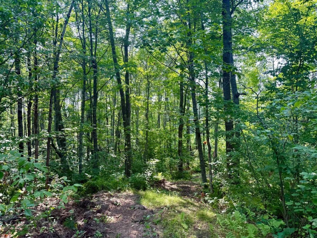 8.19 Wooded Acres Near Danbury, WI | Buildable Land for $58,900