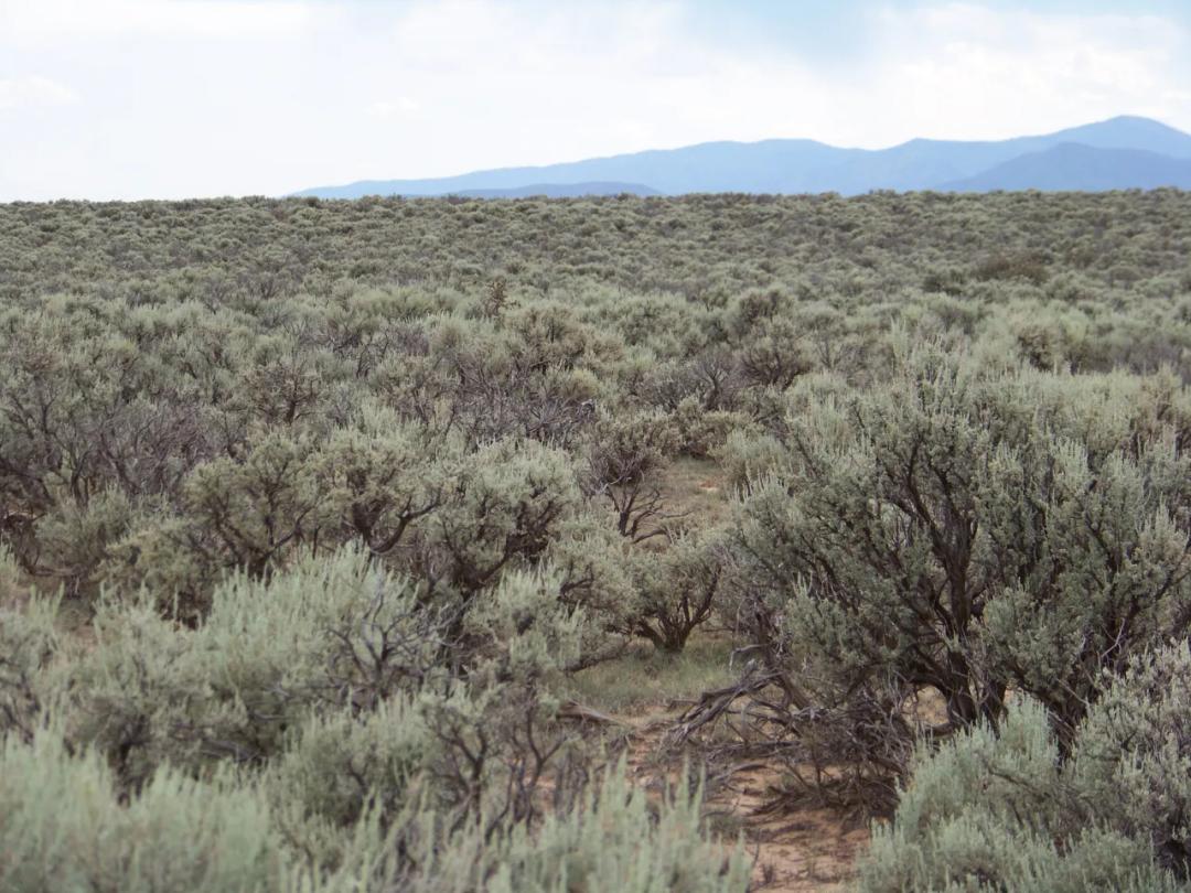 4 adjoining lots on Black Mesa South of  Ojo Caliente New Mexico