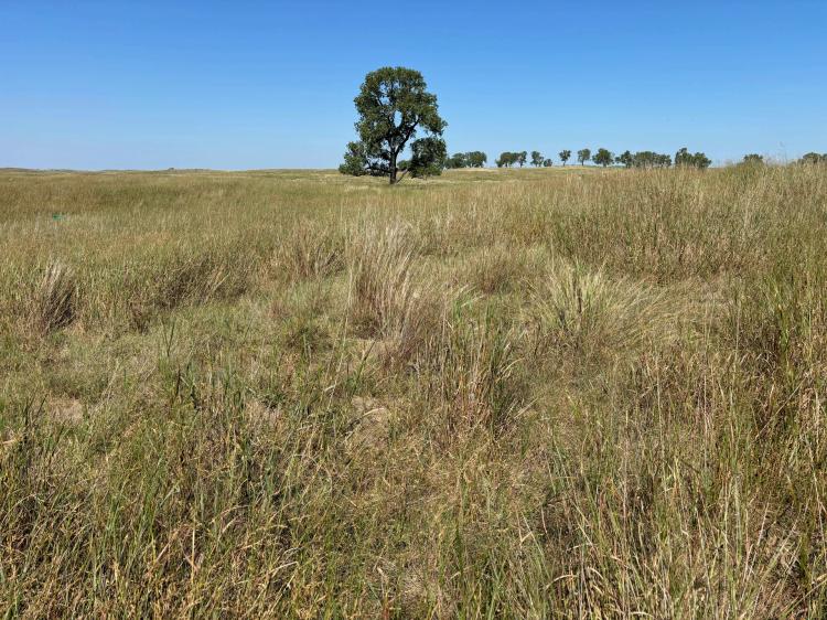 Bartlett Rangeland