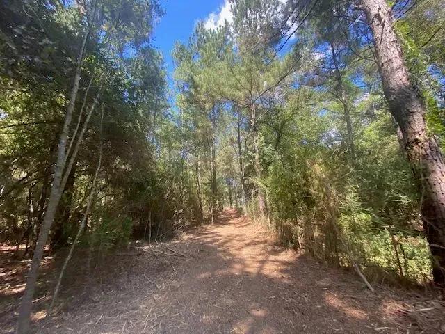 33 acres- Mature Timber-  Salem School District