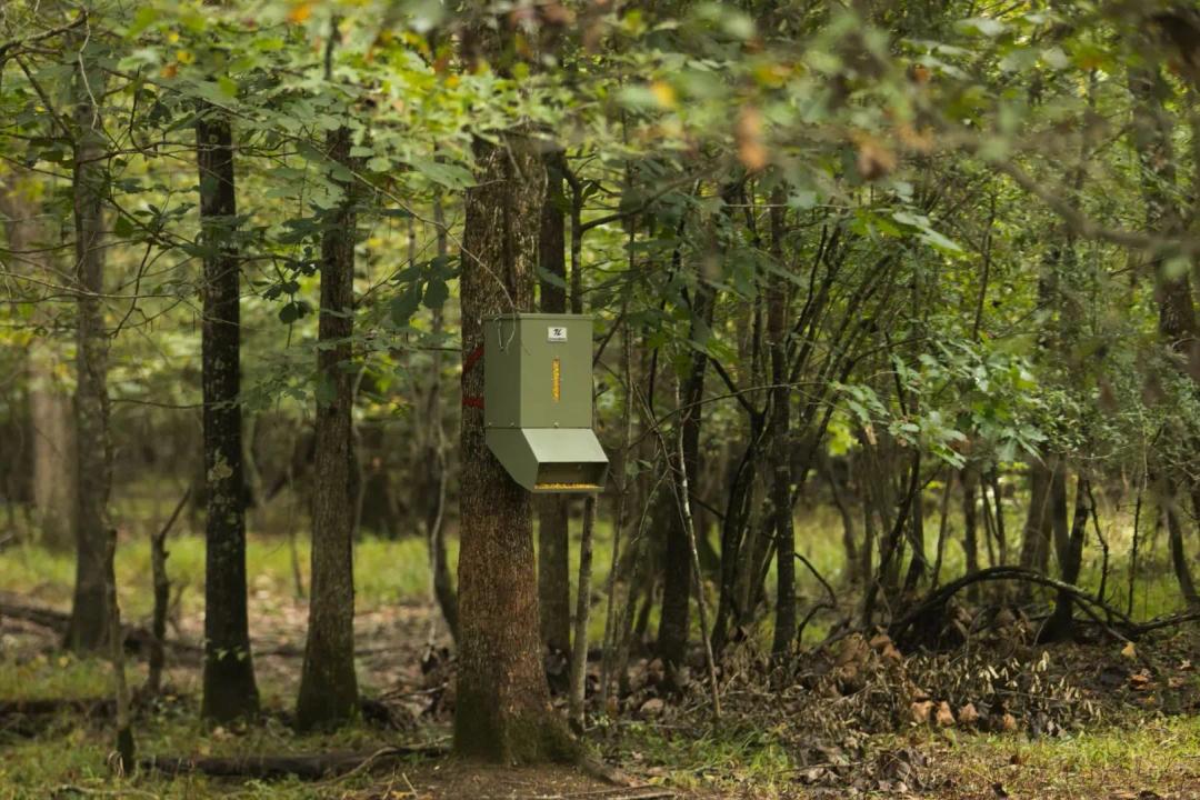 303 Acres in Grant County, AR 