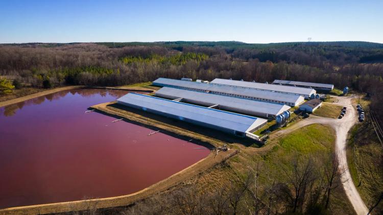 Mauney Commercial Hog & Cow Farm