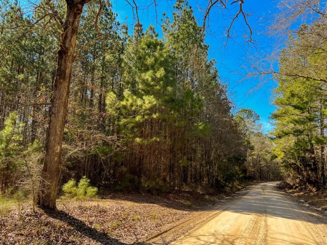 55 Acres | Paces Creek | T3076-10