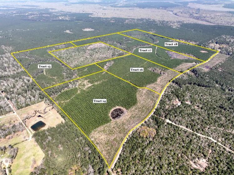 59 acres | T-15 | Spurger Pines North