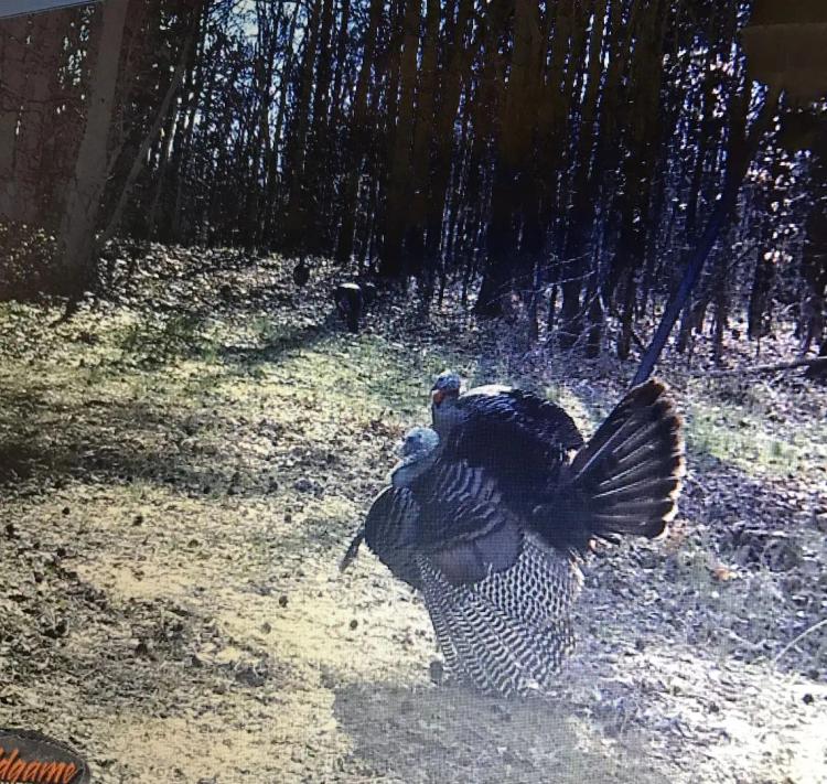 43 Acres in Holmes County, MS