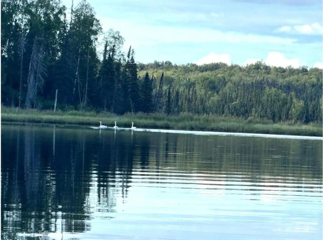 Remote BJ Lake Cabins
