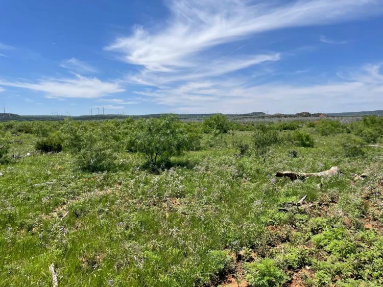 New Listing!! 75 Acres, Taylor County